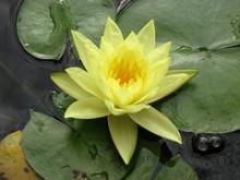 Florece la única población de nenúfar amarillo de Andalucía Florece la única población de nenúfar amarillo de Andalucía