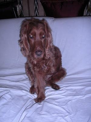Diego cocker spaniel de siete años y tres patitas en adopción de nuevo- Valencia. Diego cocker spaniel de siete años y tres patitas en adopción de nuevo- Valencia.