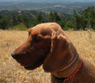Diego cocker spaniel de siete años y tres patitas en adopción de nuevo- Valencia. Diego cocker spaniel de siete años y tres patitas en adopción de nuevo- Valencia.