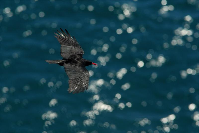 ketama-feminised4 Sin limite de bandas