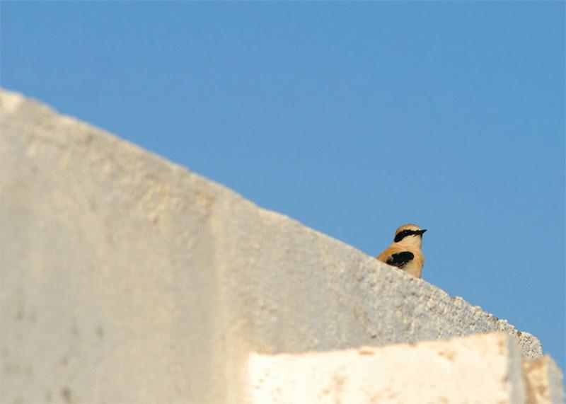 ketama-feminised6 Sin limite de bandas