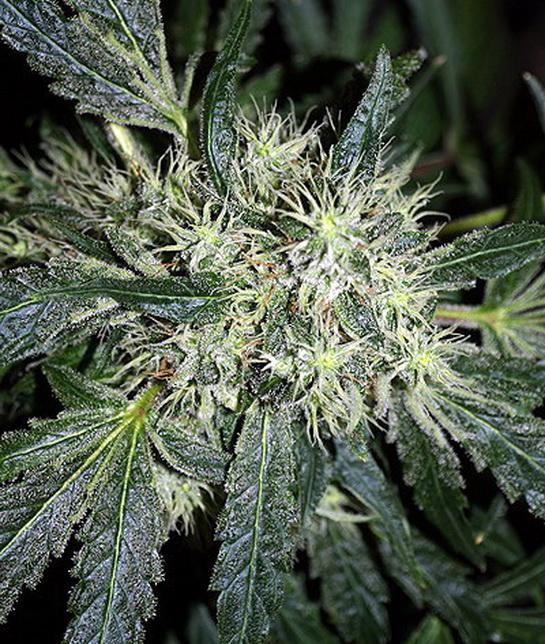 ketama-feminised Sin limite de bandas