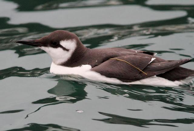 ARAO COMÚN OTRO EXTRAÑO DEL NORTE 2ª ARAO COMÚN OTRO EXTRAÑO DEL NORTE 2ª