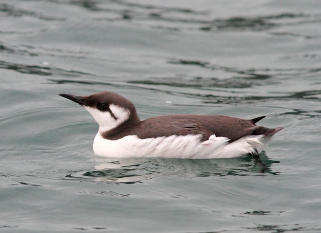 ARAO COMÚN OTRO EXTRAÑO DEL NORTE 2ª ARAO COMÚN OTRO EXTRAÑO DEL NORTE 2ª