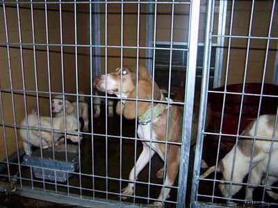 SABUESO HEMBRA Y SUS CAHORROS EN ADOPCIÓN EN MOVERA!! (ZARAGOZA) SABUESO HEMBRA Y SUS CAHORROS EN ADOPCIÓN EN MOVERA!! (ZARAGOZA)