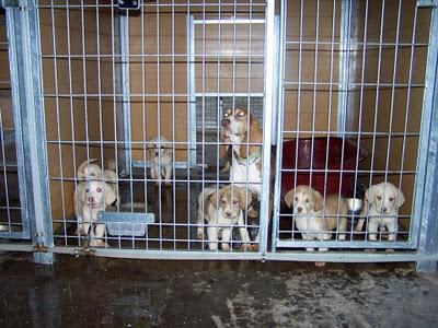SABUESO HEMBRA Y SUS CAHORROS EN ADOPCIÓN EN MOVERA!! (ZARAGOZA) SABUESO HEMBRA Y SUS CAHORROS EN ADOPCIÓN EN MOVERA!! (ZARAGOZA)