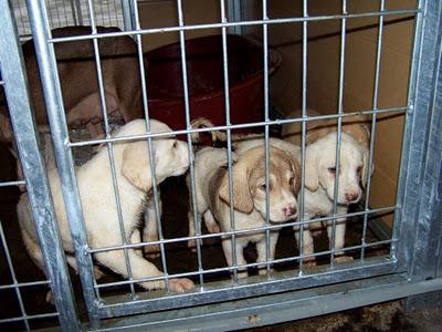SABUESO HEMBRA Y SUS CAHORROS EN ADOPCIÓN EN MOVERA!! (ZARAGOZA) SABUESO HEMBRA Y SUS CAHORROS EN ADOPCIÓN EN MOVERA!! (ZARAGOZA)
