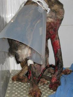 Salva, quemado con acido Salva, quemado con acido