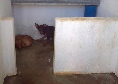 Piccolo y Nail, dos podenquitos muertos de miedo en la perrera, sin ninguna oportunidad. (Toledo) Piccolo y Nail, dos podenquitos muertos de miedo en la perrera, sin ninguna oportunidad. (Toledo)