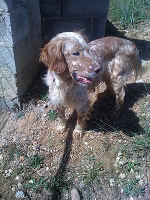 Sweet , cumple su primer año en perrera de Valencia. Sweet , cumple su primer año en perrera de Valencia.