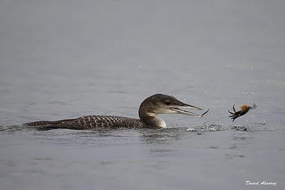 Los colimbos de Xixón Los colimbos de Xixón