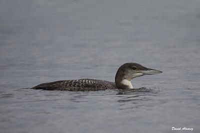 Los colimbos de Xixón Los colimbos de Xixón