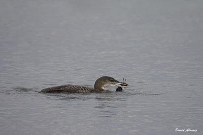 Los colimbos de Xixón Los colimbos de Xixón