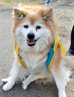 Muere el perro más viejo del mundo en Japón. Pusuke 26 años y 9 meses.