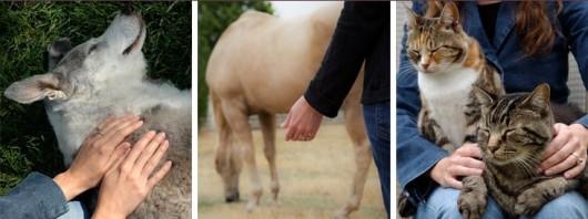 Reiki_para_perros_gatos_cerdos_conejos_caballos Reiki para perros y otros animales de compañía