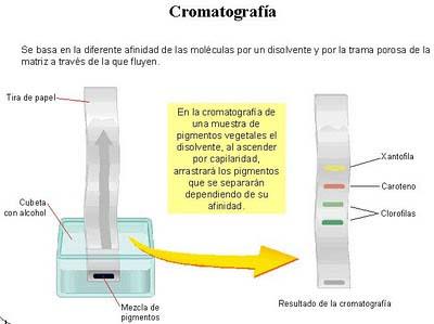 cromatografia simple