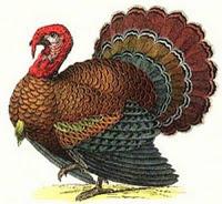 El pavo trepador El pavo trepador