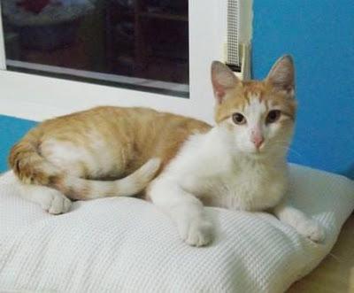 Horus y Darky, 2 hermosos gatos rescatados en busca de hogar (Murcia)‏