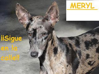 MERYL, EN LA CALLE Y COJITA-MUY URGENTE, CORDOBA MERYL, EN LA CALLE Y COJITA-MUY URGENTE, CORDOBA