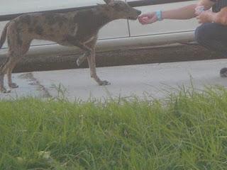 MERYL, EN LA CALLE Y COJITA-MUY URGENTE, CORDOBA MERYL, EN LA CALLE Y COJITA-MUY URGENTE, CORDOBA