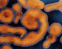 Desarrollan Vacuna contra el Virus del Ebola Desarrollan Vacuna contra el Virus del Ebola