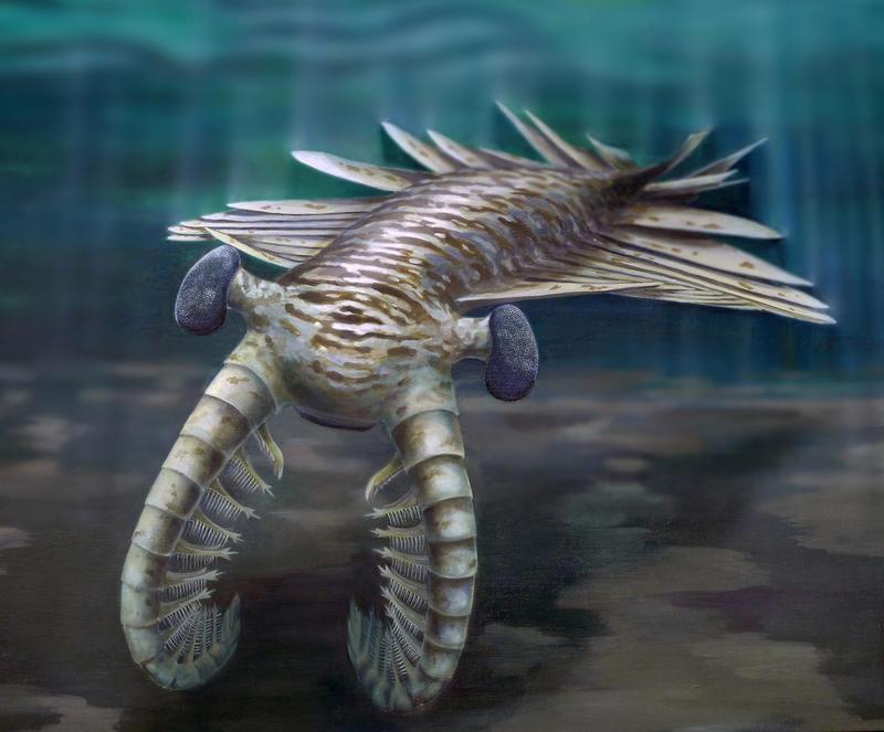 El primer gran cazador marino, el artrópodo con mayor agudeza visual hasta el momento