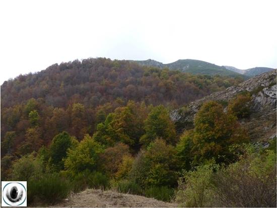 Hayedo de Lores Hayedo de Lores