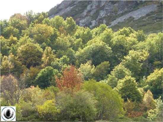 Hayedo de Lores Hayedo de Lores