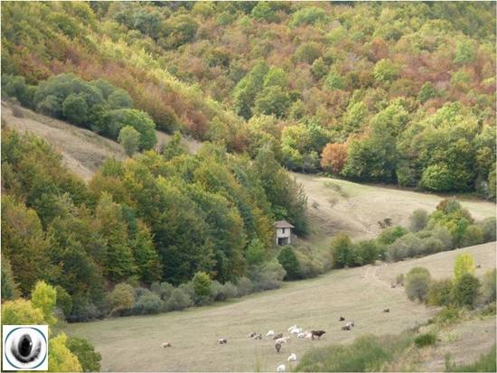 Hayedo de Lores Hayedo de Lores