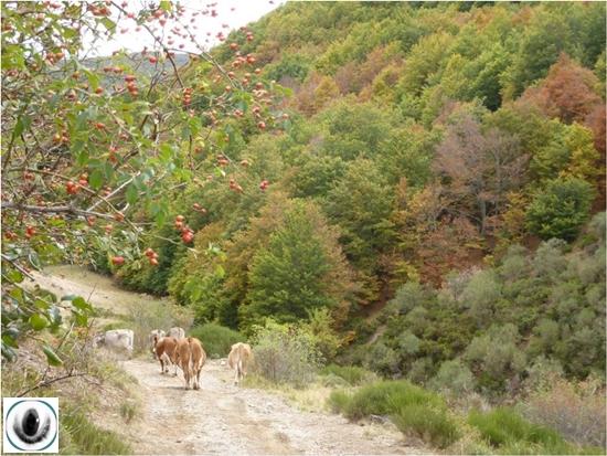 Hayedo de Lores Hayedo de Lores