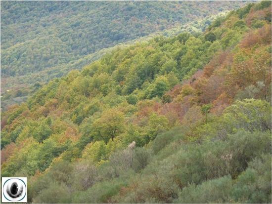 Hayedo de Lores Hayedo de Lores