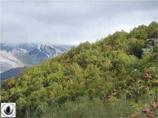 Hayedo de Lores Hayedo de Lores