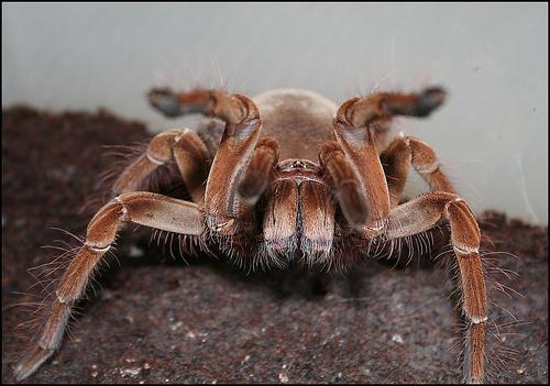 La Cucaracha Gigante de Madagascar