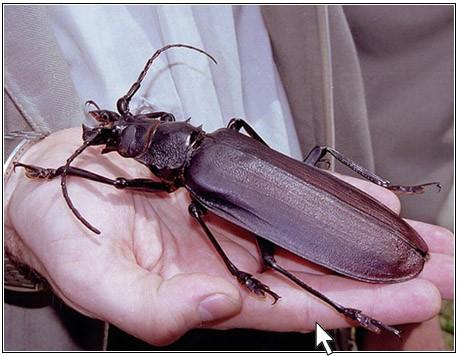 insectos gigantes escarabajo titn