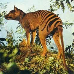 Los 10 animales extintos que podrían volver a la vida Los 10 animales extintos que podrían volver a la vida