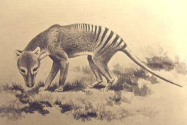 Los 10 animales extintos que podrían volver a la vida Los 10 animales extintos que podrían volver a la vida