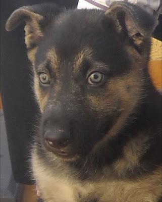 ROBIN, cachorrito de 2 meses cruce de pastor alemán que necesita un hogar en condiciones... (Madrid) ROBIN, cachorrito de 2 meses cruce de pastor alemán que necesita un hogar en condiciones... (Madrid)