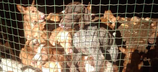 Perros de caza. Perros de caza.