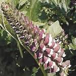 Acanto plantas medicinales Acanto plantas medicinales