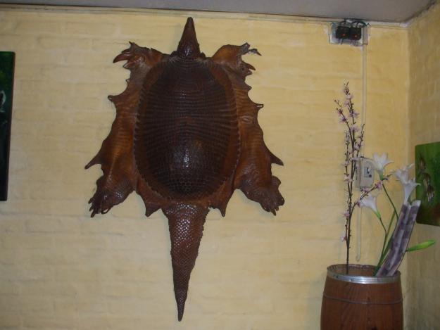 Armadillo gigante o tatú carreta