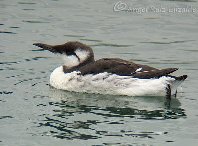 Arao común en Santoña... Arao común en Santoña...