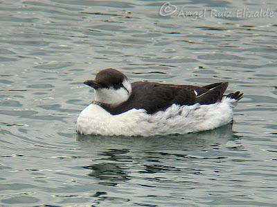 Arao común en Santoña... Arao común en Santoña...