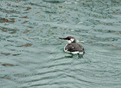 Arao común en Santoña... Arao común en Santoña...