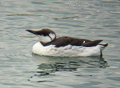 Arao común en Santoña... Arao común en Santoña...