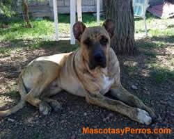 Cimarrón uruguayo Cimarrón uruguayo