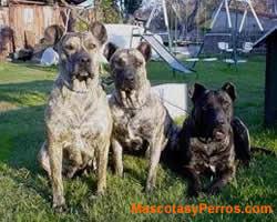 Cimarrón uruguayo Cimarrón uruguayo