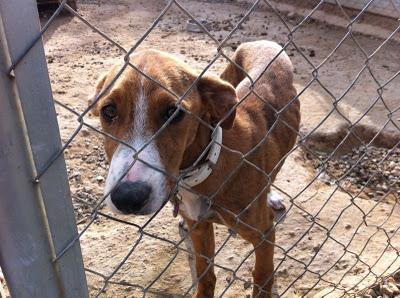 Cachorro galgo en la perrera (Tarragona)