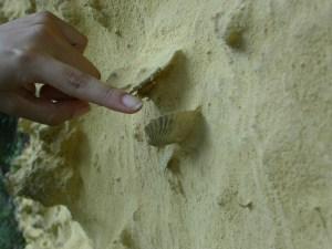 Fósiles Queb de los Cedros Enseñando sobre las rocas y minerales