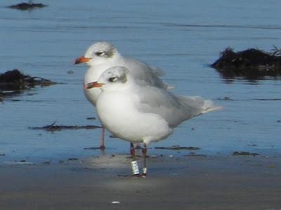 Gaviotas cabecinegras anilladas Gaviotas cabecinegras anilladas