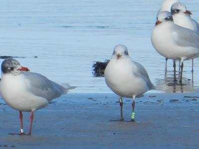 Gaviotas cabecinegras anilladas Gaviotas cabecinegras anilladas